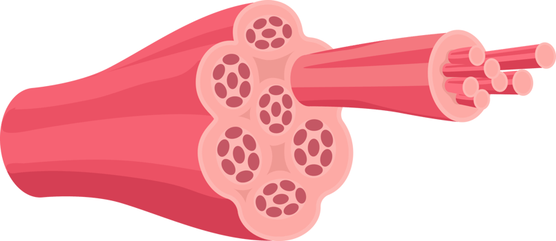 Muscle symbol color png