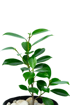 small plant growing png