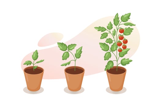 Life cycle of tomato plant. Stages of growth of tomato from seedling, sprout to mature red fruits in flower pot. Cherry tomato growing stage. Vector illustration on white background