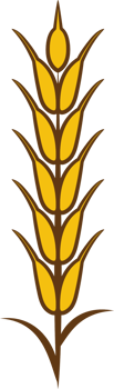 Wheat png graphic clipart design