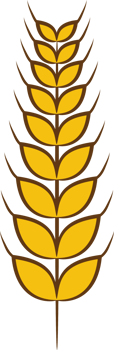 Wheat png graphic clipart design