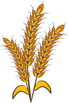 Wheat png graphic clipart design