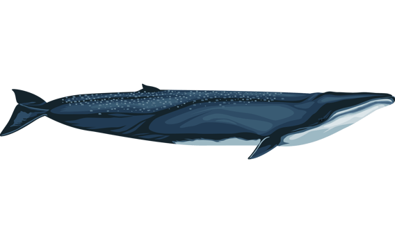 fin whale sealife png