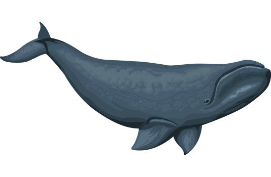 pilot whale sealife png