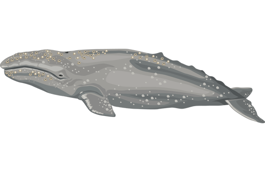 humpback whale sealife png
