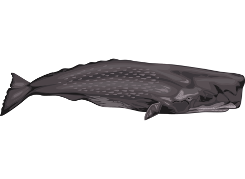 sperm whale sealife png