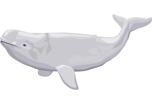 beluga whale sealife png