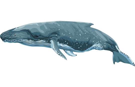 blue whale sealife png
