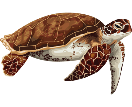 turtle marine life animal png