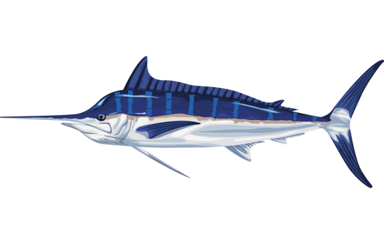 marlin marine life animal png