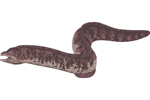 eel marine life animal png