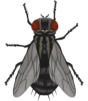 fly insect animal png