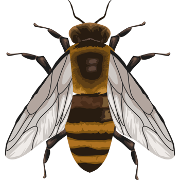 bee insect animal png