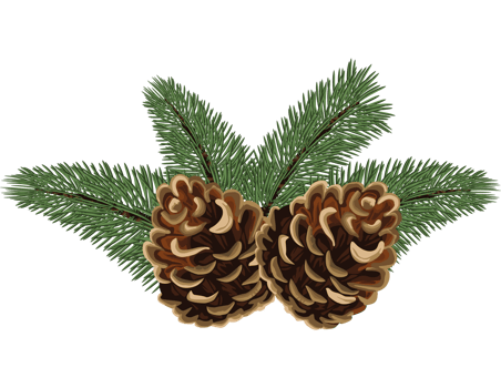 christmas pine firs and cones png