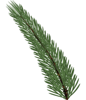 christmas pine fir png