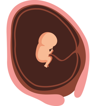 twelve week baby fetus png