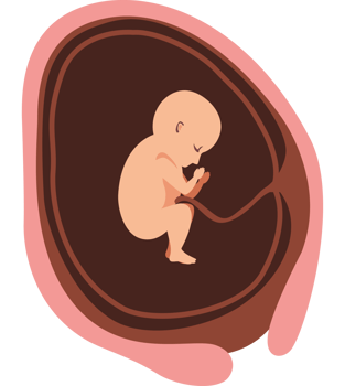 twenty week baby fetus png