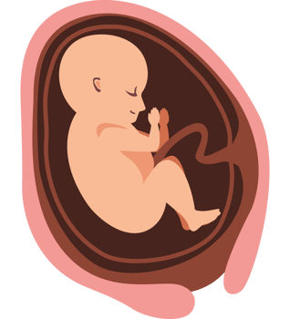 thirty week fetus baby png