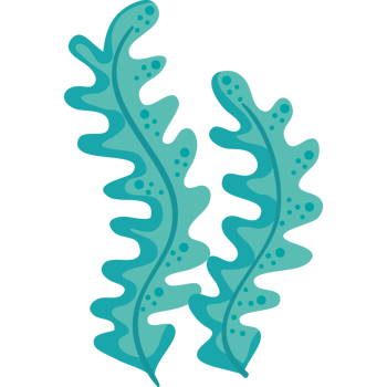 green seaweed plant png