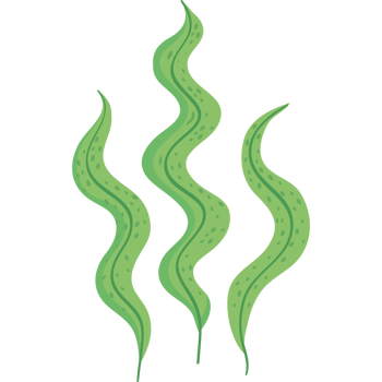 green algaes sealife png