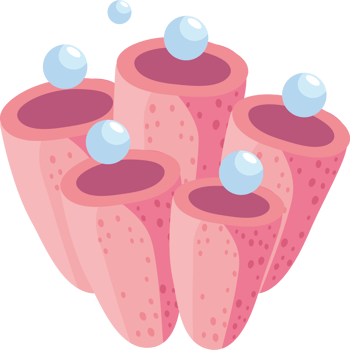 pink seaweed and bubbles png
