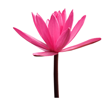 Red lotus flower on transparent background png