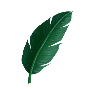 banana leaf tropical plants green leaves png