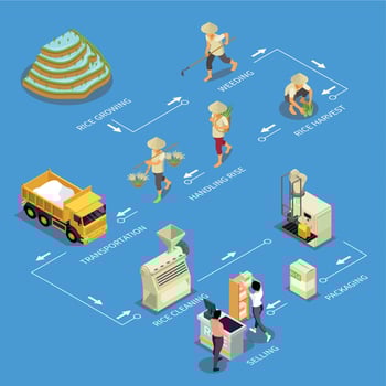 Rice Production Isometric Flowchart vector