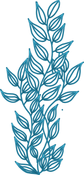 simple drawn algae. isolated png