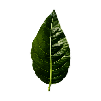 Green leaf element png