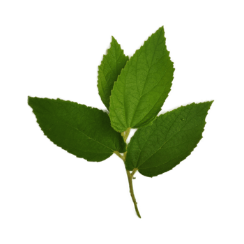 Green leaf element png