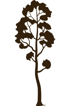 tree plant forest silhouette png