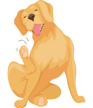 cute golden retriever dog png