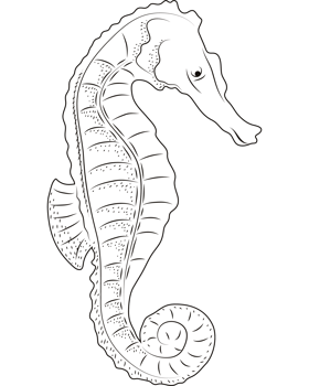 seahorse sealife sketch style png