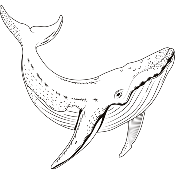 whale sealife sketch style png