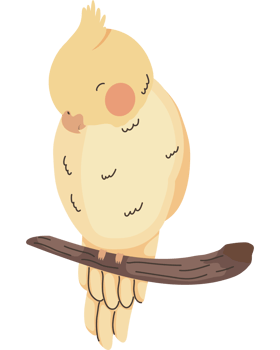 yellow parrot little bird png