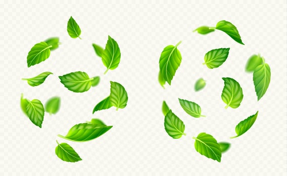 Green mint leaves falling and flying in air vector