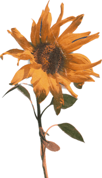 Realistic Vintage sunflower Flower. Floral botanical Printable Aesthetic elements. Cutout Scrapbooking stickers for wedding invitations, notebooks, journals, greeting cards, wrapping paper png