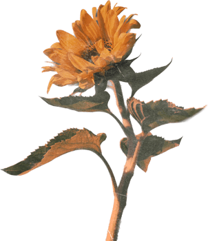 Realistic Vintage sunflower Flower. Floral botanical Printable Aesthetic elements. Cutout Scrapbooking stickers for wedding invitations, notebooks, journals, greeting cards, wrapping paper png