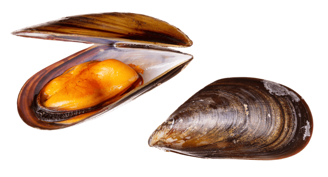 Fresh and cooked mussel isolated on transparent background png
