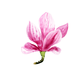 watercolor magnolia flower png