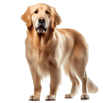 Happy dog transparent background png