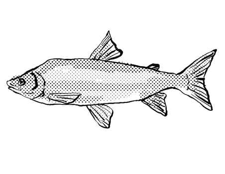 Humpback whitefish or Coregonus pidschian Fish Germany Europe Cartoon Drawing Halftone Black and White png