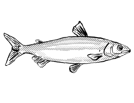 European whitefish or Coregonus lavaretus Fish Germany Europe Cartoon Drawing Halftone Black and White png