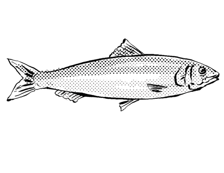 European pilchard or Sardina pilchardus Fish Germany Europe Cartoon Drawing Halftone Black and White png