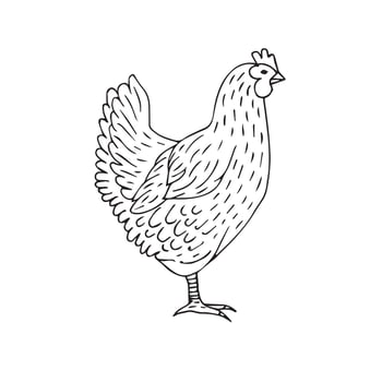 Vector hand drawn chicken hen