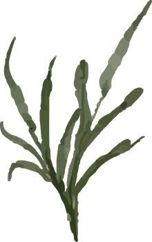 isolated watercolor illustration of leaves png