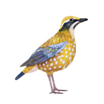 Folk Bird watercolor AI Generative png