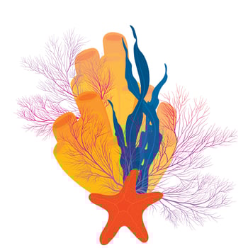 Corals and seaweed. Vector Botanical Illustration. Underwater flora, sea plants. Underwater world. Diving.  Natural marine and aquarium elements, water