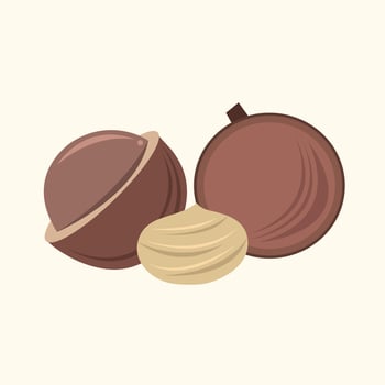 Macadamia vector illustration for graphic design and decorative element